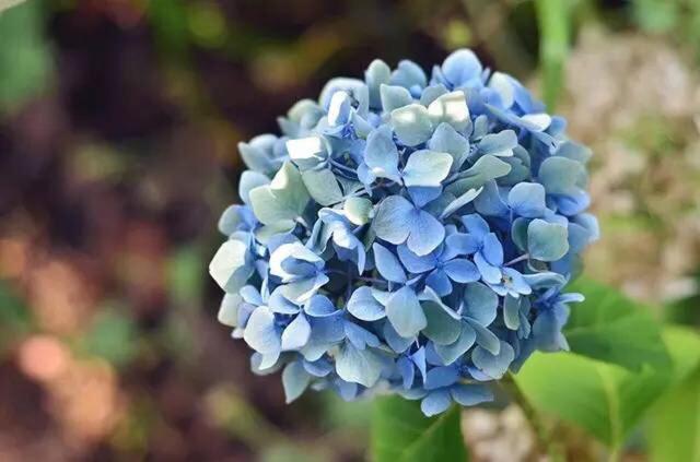 秋天到了 绣球花该修剪一下 下次开花多一倍 百科ta说