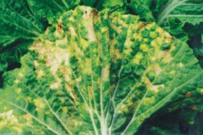 白菜霜霉病