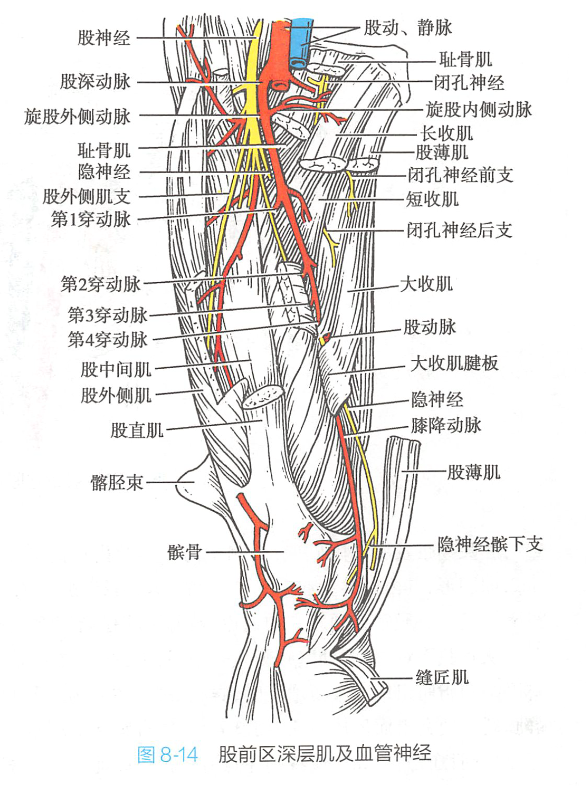 它与股四头肌群的其他肌肉一起伸展膝关节