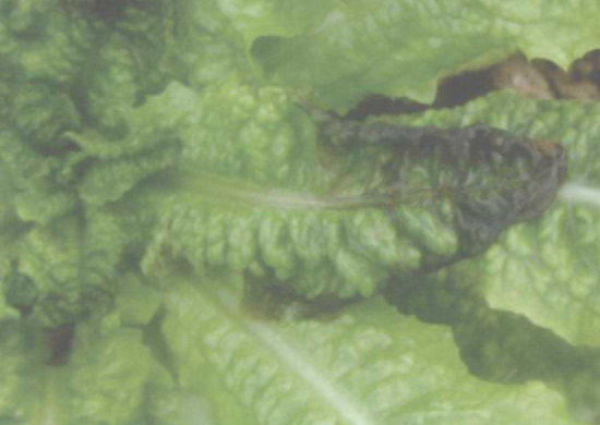 " href="/item/莴苣/467144" data-lemmaid="467144">莴苣 /a>的病害