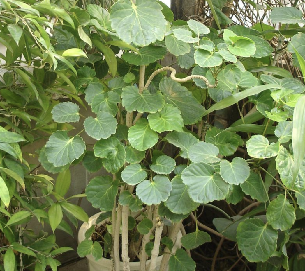  p data-id="gnxbivywkf">圆叶南洋参( i>polyscias scutellaria /i>