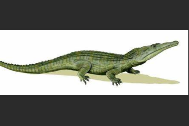  p>艾尔加奈鳄属是主龙类劳氏鳄目 a target="_blank" href="/item