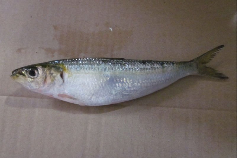  p>印尼侧带小公鱼( a target="_blank" href="/item/学名/24187954"