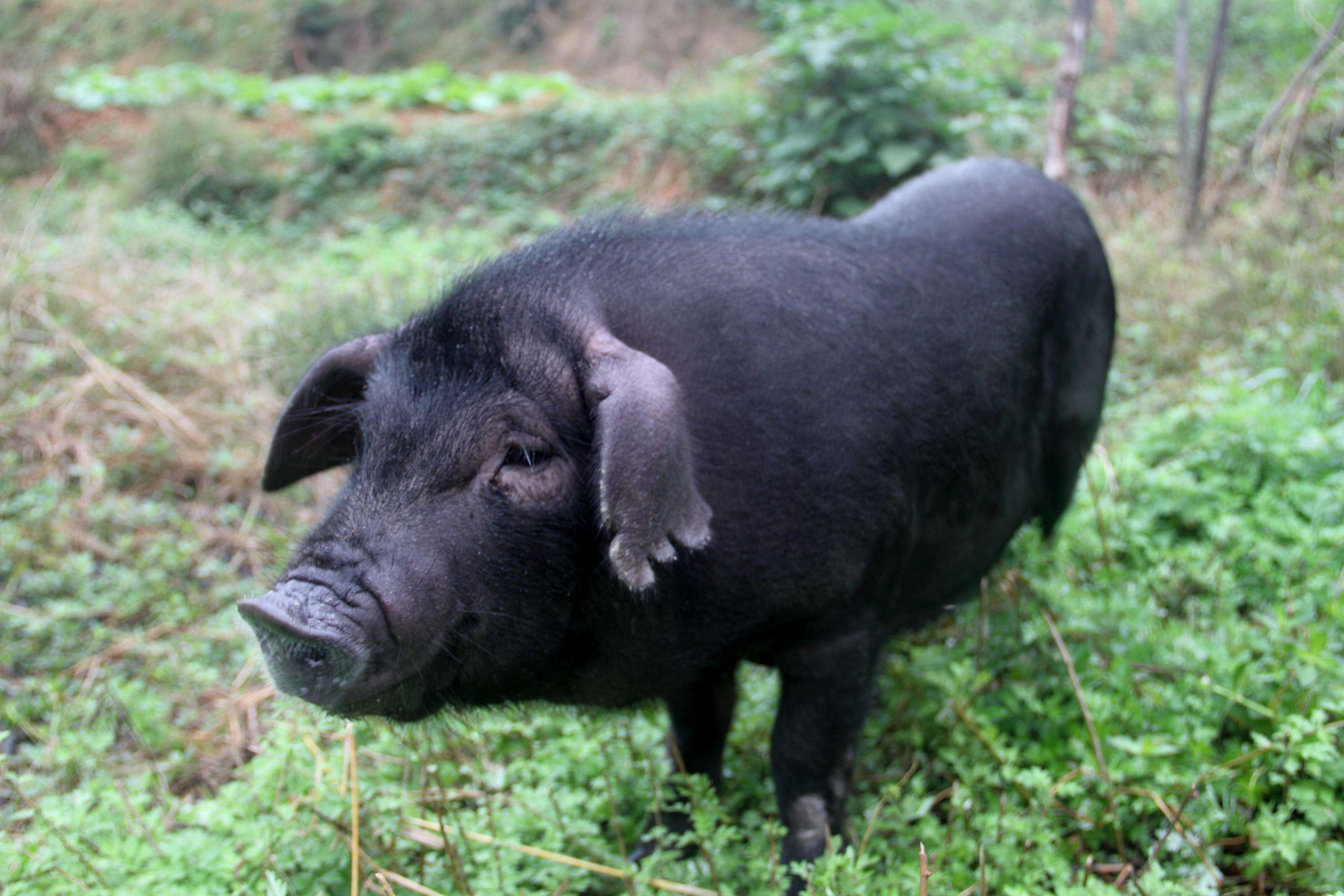  p data-id="gnwsqw5cru">黑土猪是地方猪种资源中的一种珍贵的自然