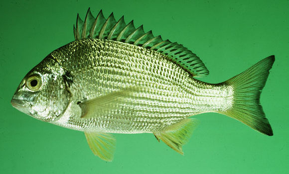  p>黄鳍棘鲷(学名: i>acanthopagrus latus /i>)是鲷科,棘鲷属的一种
