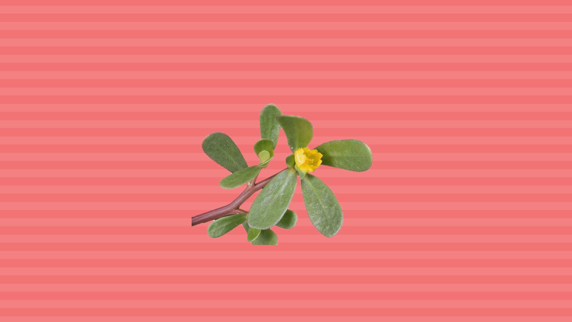 一分钟了解马生菜