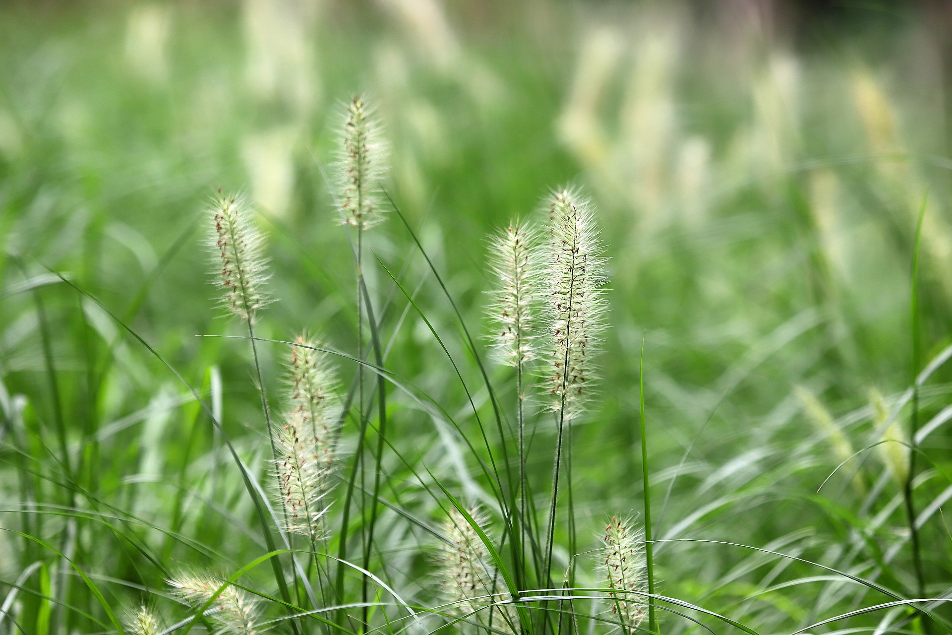  p>狼尾草属(学名:pennisetum)是禾本科下一个属,约140种,分布于热带