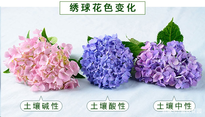 绣球不会调色 那就等于白养了 百科ta说