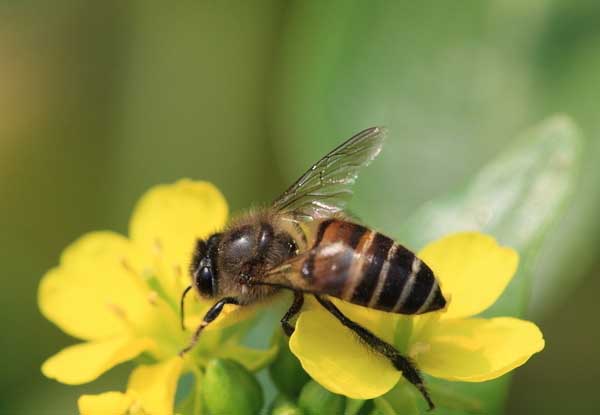 蜜蜂