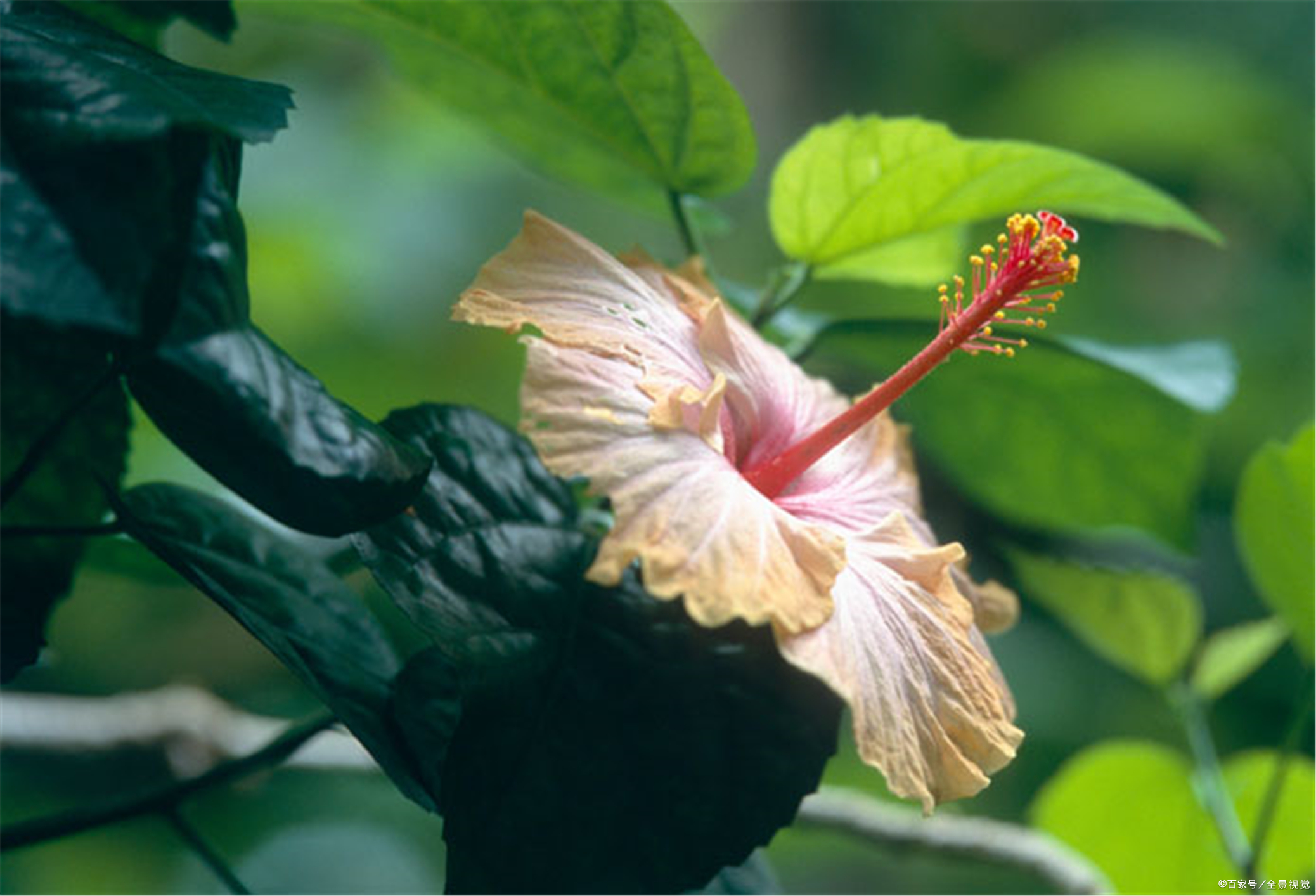 热烈红火的扶桑花 种植措施掌握得当 花儿一簇一簇爆棚开 百科ta说
