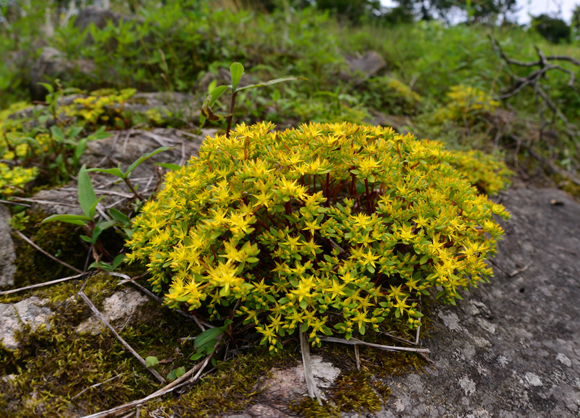  p>东南景天(学名: i>sedum alfredii /i> hance)是景天科,景天属植物