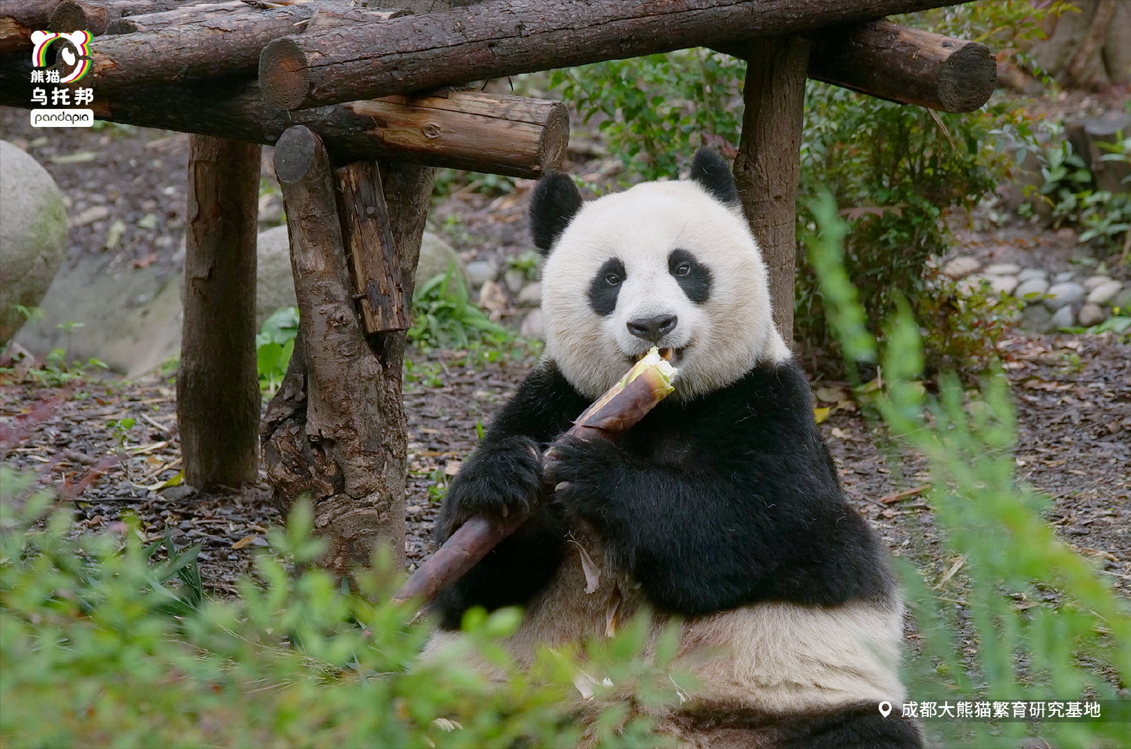  p data-id="gnb38963sc">昭美,野生大熊猫,雌性,谱系号990 sup data