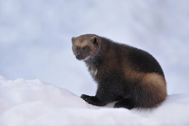  p>貂熊(学名: i>gulo gulo /i>)是鼬科,貂熊属动物.