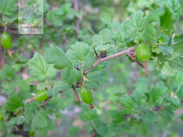  p> b>大刺茶藨子 /b>(学名: b> i>ribes alpestre /i>var.