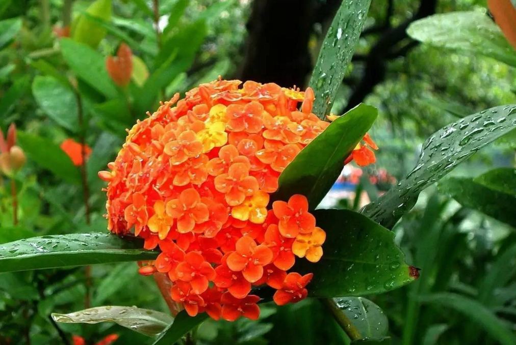 中国南方适合种什么花(南方适合种什么花,春季)