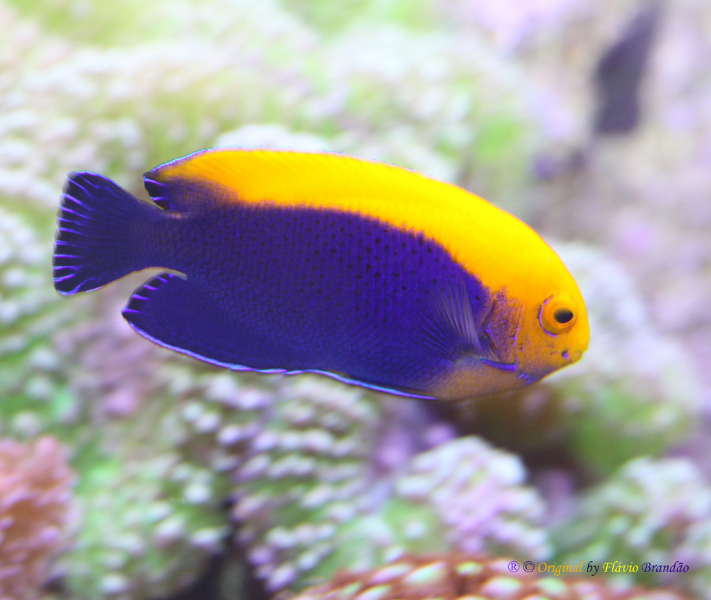  p> a href="#" data-lemmaid="7492931">盖刺鱼科 /a>(学名:pomacant