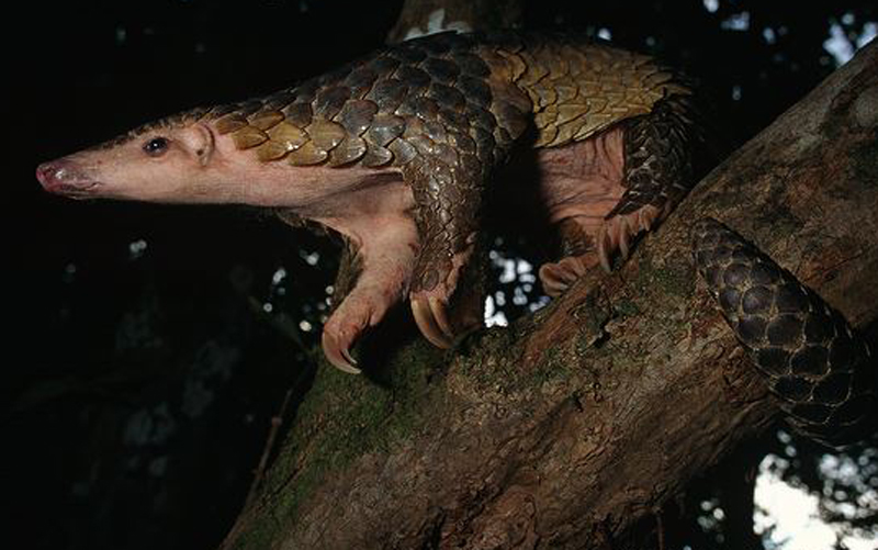 malayan pangolin