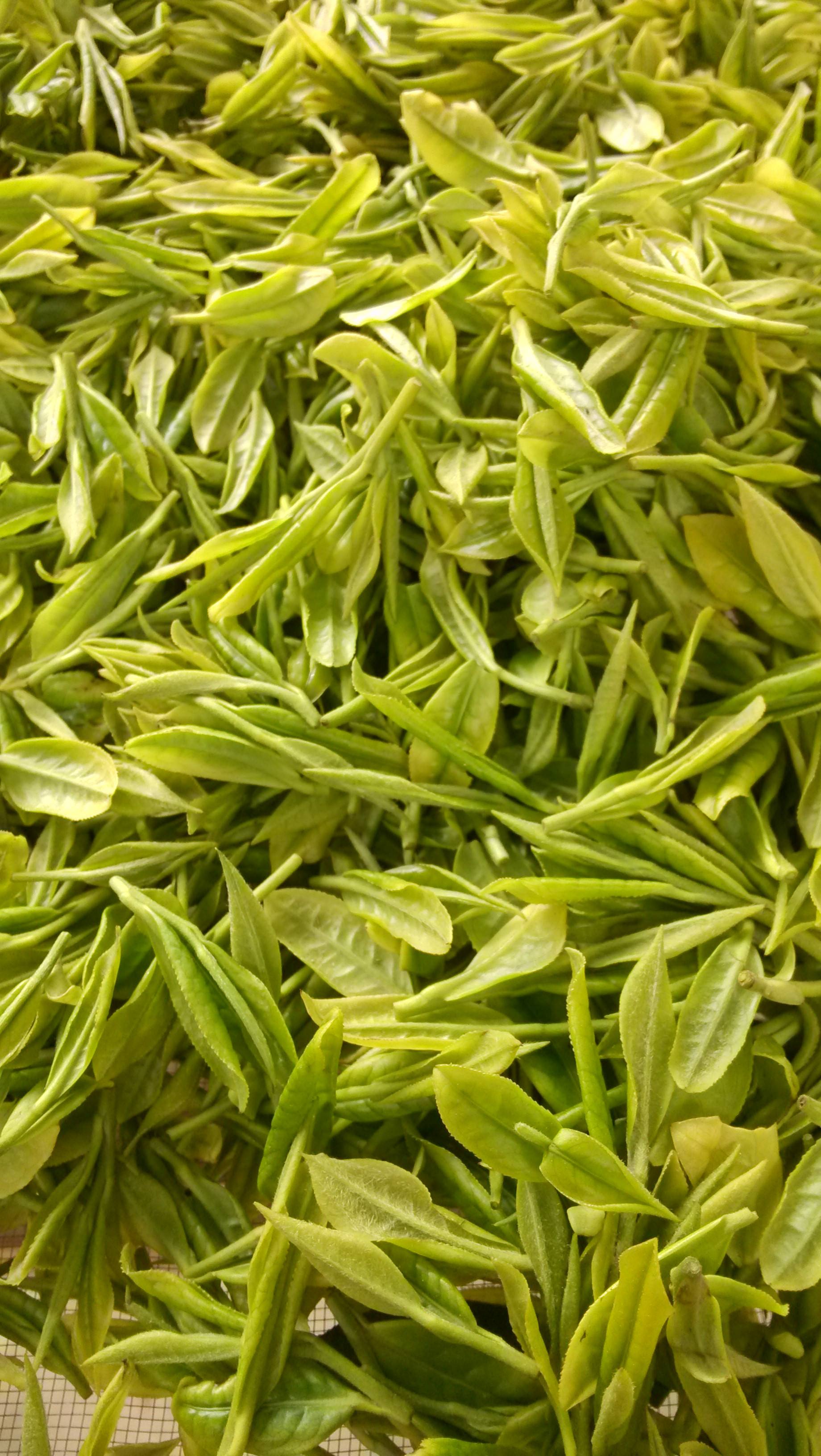 资溪白茶