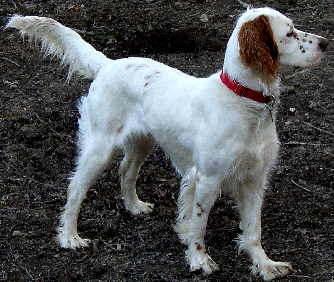 英格兰塞特猎犬,运动品种犬,在英国做为猎犬超过四百年,从1825年