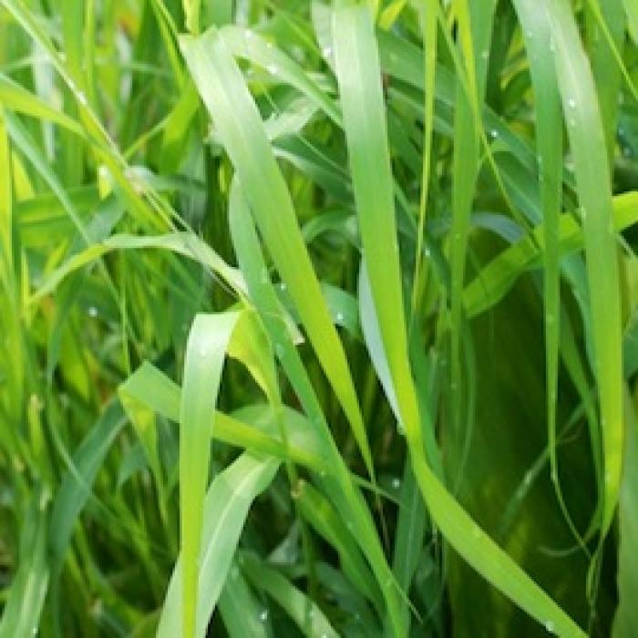  p>玫瑰草是 a>禾本科 /a> a>被子植物门 /a>的一种大量生长的野草.