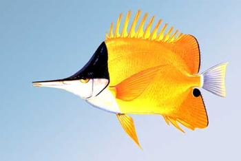  p>黄斑燕鳐,cypselurus katoptron,为飞鱼科燕鳐属的鱼类,暖水性上层