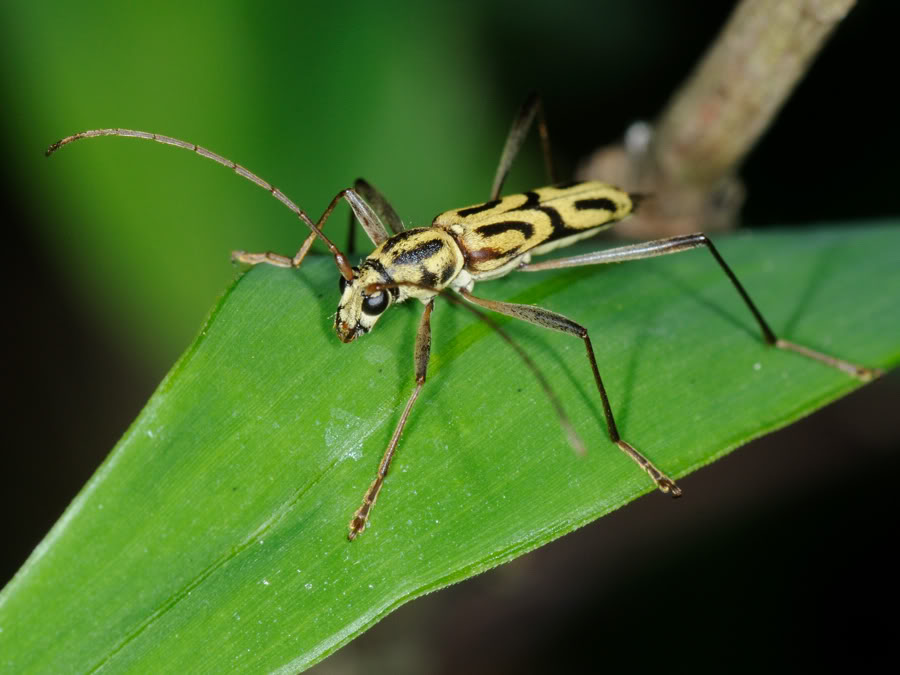  p>竹虎天牛, i>chlorophorus annularis /i> fabricius,属鞘翅目 a