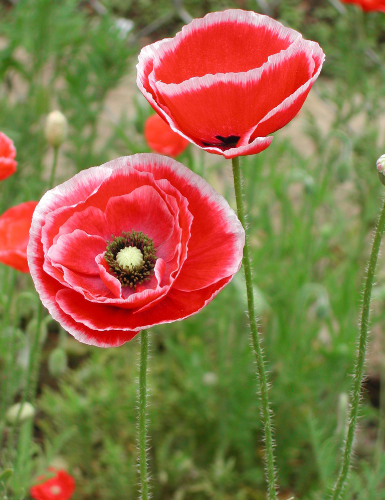 罂粟花