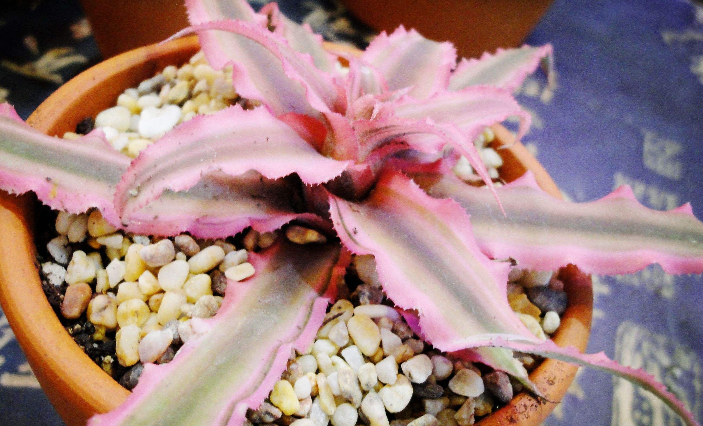  p>姬凤梨(学名: i>cryptanthus acaulis /i> (lindl.