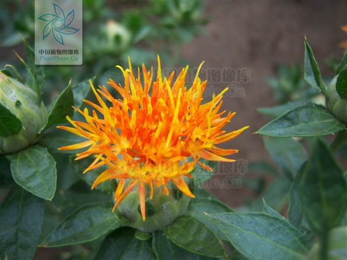 别名: a href="#" data-lemmaid="3293949">红蓝花 /a> ,刺红花