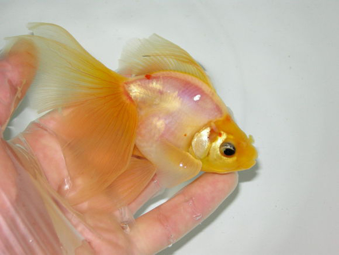  p>透明金鱼是日本科学家利用基因突然出现变异的浅色金鱼交配而成的