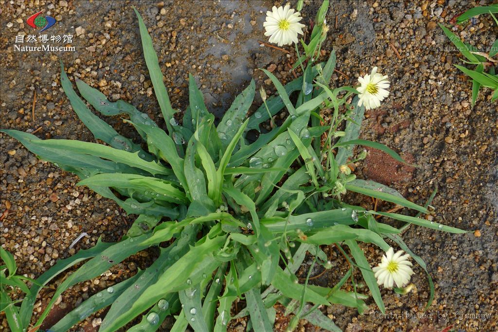  p>翅果菊属(学名: i>pterocypsela shih /i>)是菊科一个植物属,该属