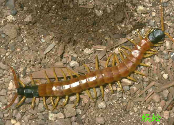 scolopendra subspinipes