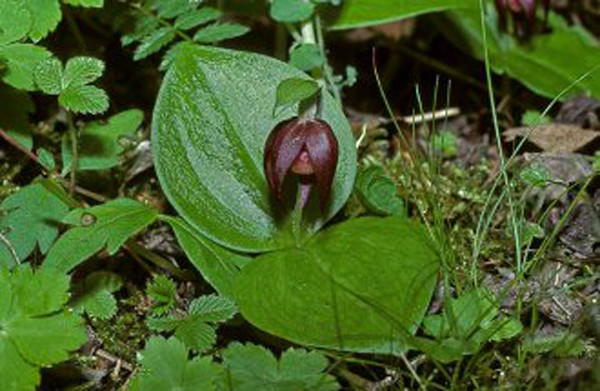 cypripedium palangshanense t. tang