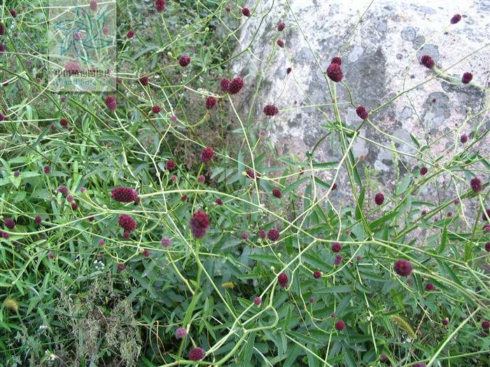 长叶地榆(变种)