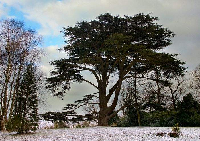 常绿乔木,树冠尖塔形,大枝平展,小枝略下垂.