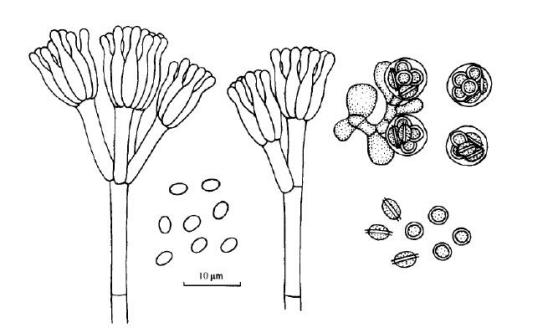  p data-id="gn15fp5xpj">希尔正青霉,本种的菌丝体通常白色或灰白色