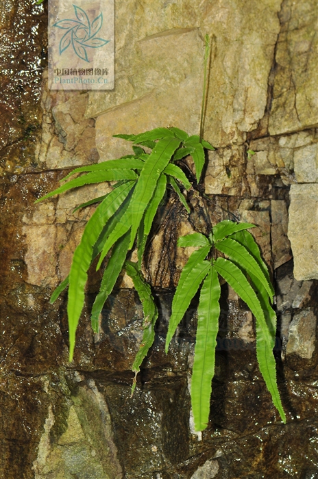  p>栗柄凤尾蕨为凤尾蕨科植物栗柄凤尾蕨的的全草.