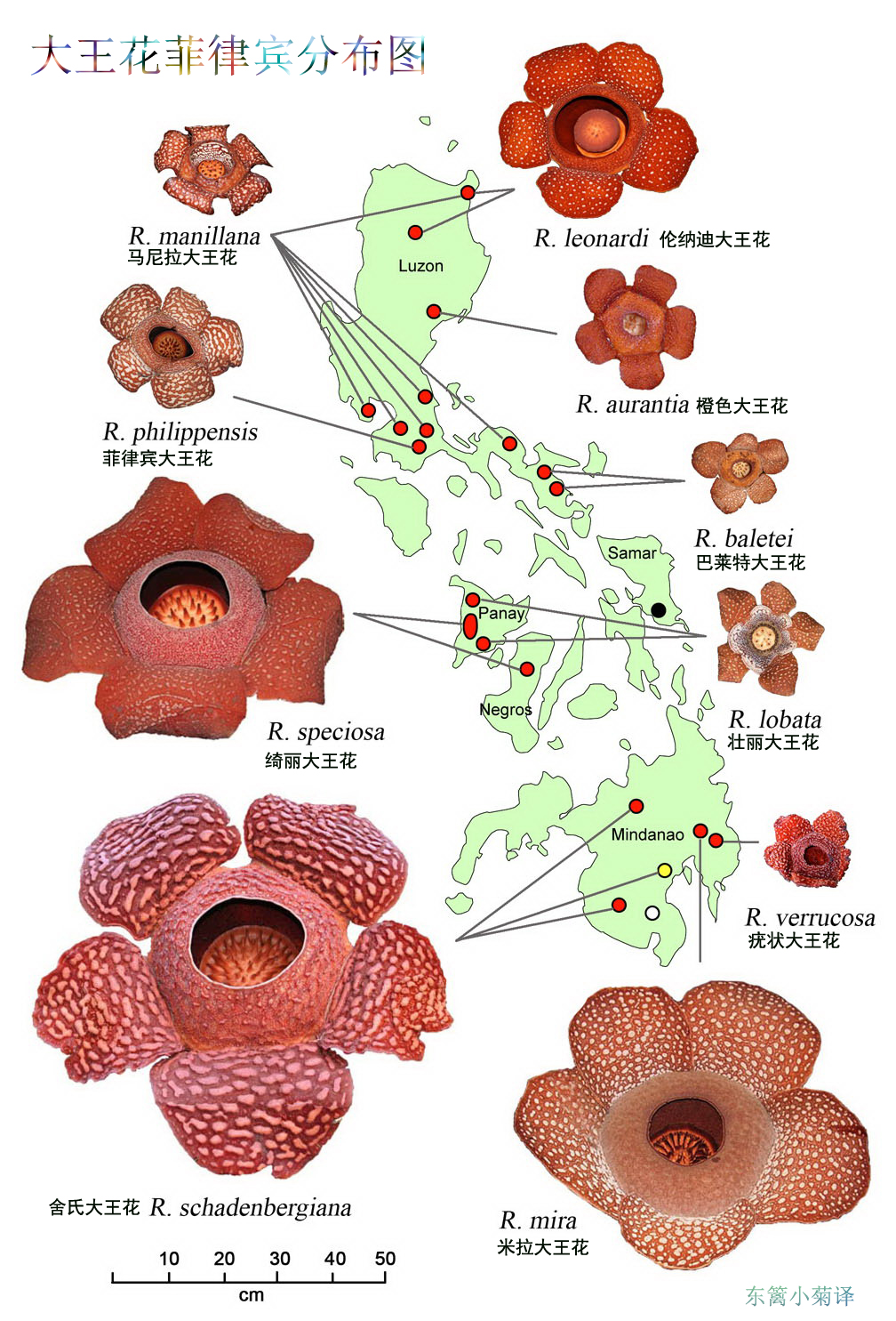 大王花属