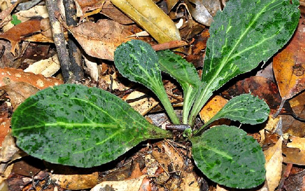 为龙胆科植物匙叶草 i>latouchea fokiensis /i> franch.的全草.