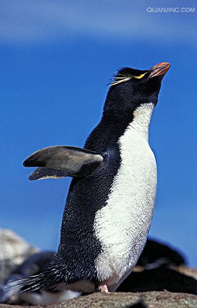  p>黄眉企鹅(学名: i>eudyptes pachyrhynchus /i>)在头上或眼睛旁都