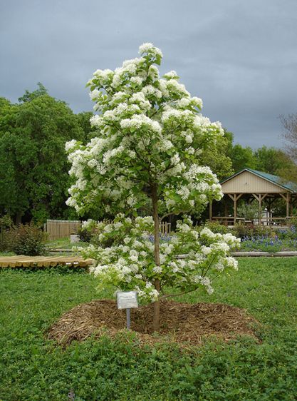 chionanthus retusus lindl.et paxt.