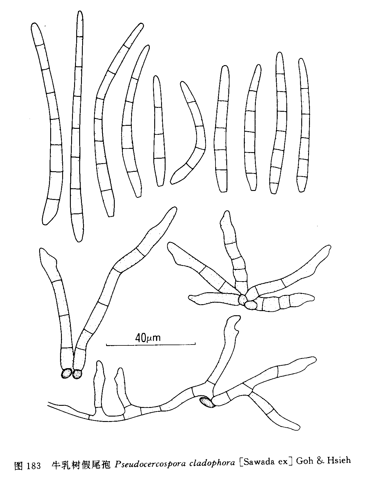  p>牛乳树假尾孢,菌类.