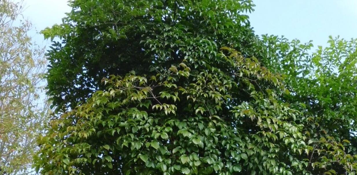 heteropanax brevipedicellatus li