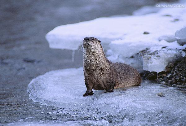 水獭