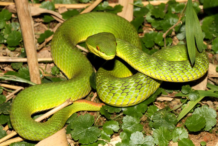  p>白唇竹叶青(学名: i>cryptelytrops albolabris /i>)头部呈三角形