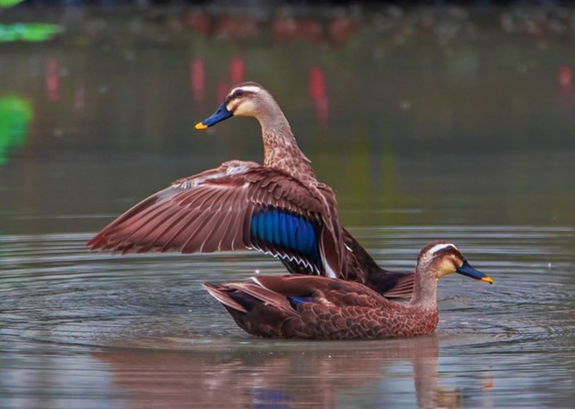  p>印度斑嘴鸭(学名: i>anas poecilorhyncha /i>):是鸟纲,鸭科的大型