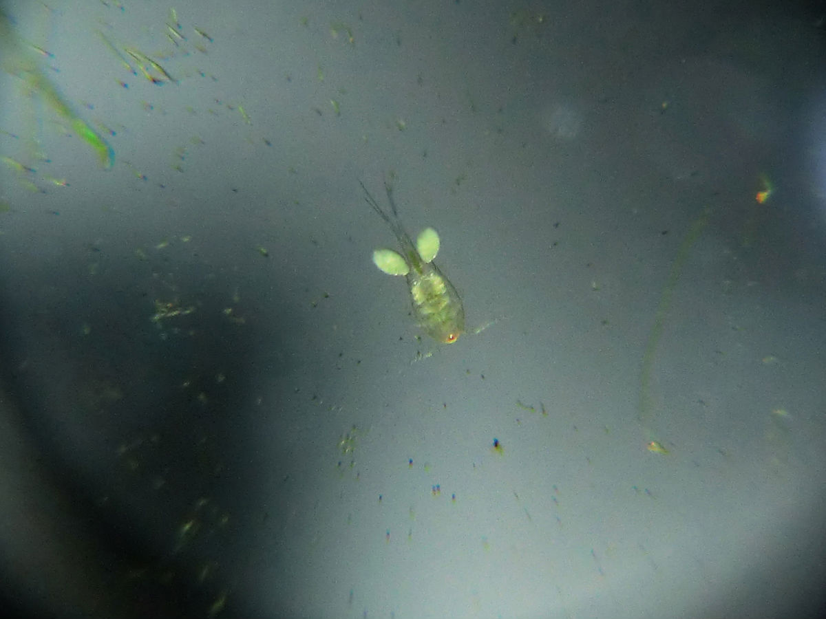  p>剑水蚤指的是剑水蚤属(cyclops)  a href="#" data-lemmaid="