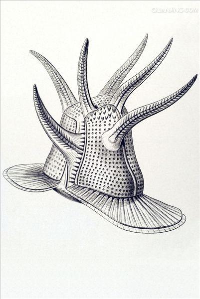  p>多甲藻是多甲藻属类 a target="_blank" href="/item/藻类/2875032