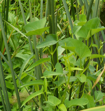  p>黄藤叶,中药名.黄藤为药材名也为植物名. /p>