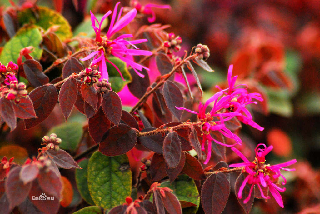 红继木/2860661" data-lemmaid="2860661">红继木 /a>,红梽木,红桎木